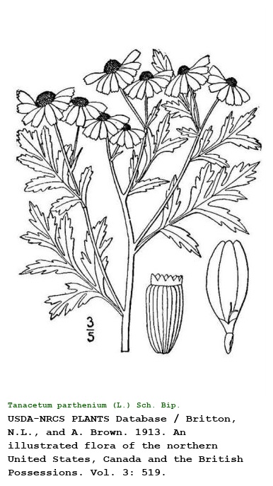 Tanacetum parthenium (L.) Sch. Bip.